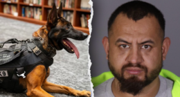 Illegal immigrant gang member killed police K-9 'Spike' before officers returned fire in California: source