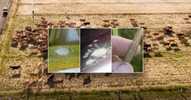 Invasive pest never before seen in North America threatens Texas food supply, officials warn