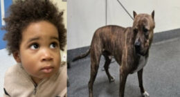 LAPD Seeks to Identify Boy Found With Dog Inside Car After Failed Attempt to Steal It