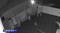 CCTV obtained by 9News shows a group of masked men creeping up the driveway of the home on Mander Court in Wellington Point about 1am.