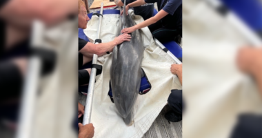 Marine mammal responders seek support