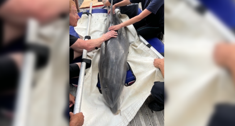 Marine mammal responders seek support
