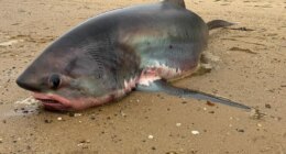 Massive 14-foot shark dies after being stranded on Massachusetts beach during migration