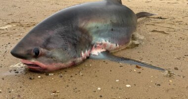 Massive 14-foot shark dies after being stranded on Massachusetts beach during migration