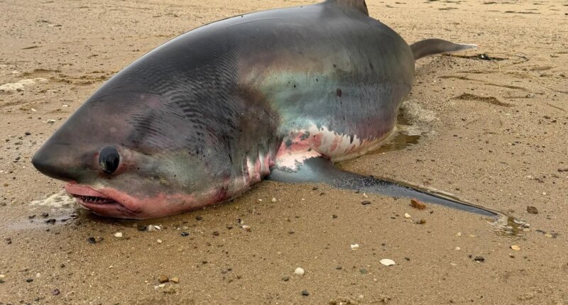 Massive 14-foot shark dies after being stranded on Massachusetts beach during migration