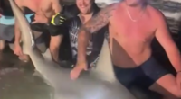 Massive bull shark caught off Queensland coast