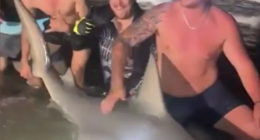 Massive bull shark caught off Queensland coast