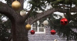 Christmas decorations hang from a tree on the front yard to Rob Reiner