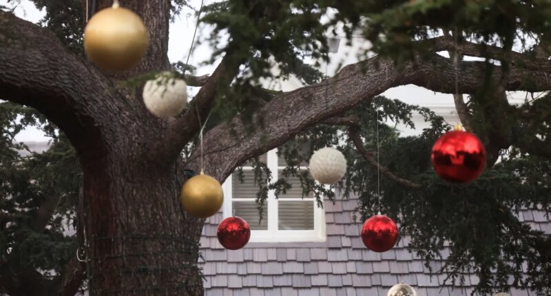 Christmas decorations hang from a tree on the front yard to Rob Reiner