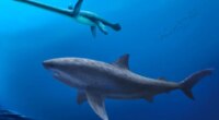 Monstrous shark Cardabiodontids ruled ancient Australian seas before megalodon