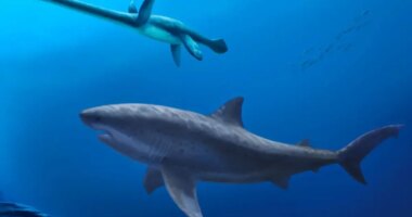 Monstrous shark Cardabiodontids ruled ancient Australian seas before megalodon
