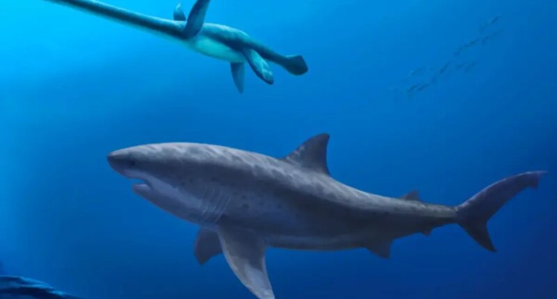 Monstrous shark Cardabiodontids ruled ancient Australian seas before megalodon