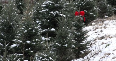 North Carolina Christmas tree farmers resurge a year after Helene's devastation