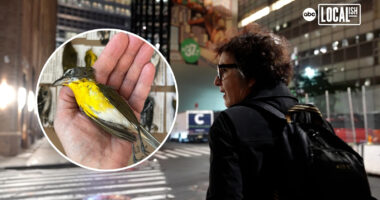 On the frontlines of the fight for a bird-friendly NYC