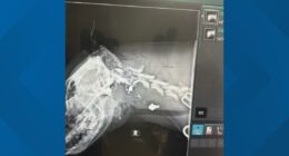 Outrage over dog found shot, tied to Jacksonville tree: 'They deserve to sit in a jail cell and rot'