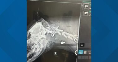 Outrage over dog found shot, tied to Jacksonville tree: 'They deserve to sit in a jail cell and rot'