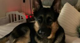 Arnie the German Shepherd