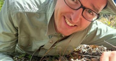 The plant captures and digests tiny insects using its leaves which are covered with sticky tentacles.