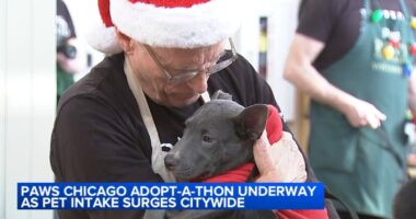 Pet adoption: PAWS Chicago Holiday Adopt-A-Thon event underway this weekend as dog, cat pet intake surges citywide