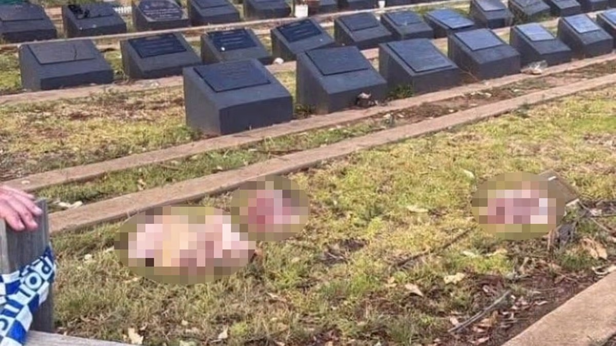 Pig heads placed on Muslim graves at cemetery in act of retribution