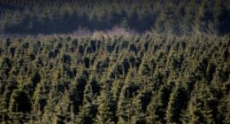 Plan to cut costs on holiday trees, firewood begins today