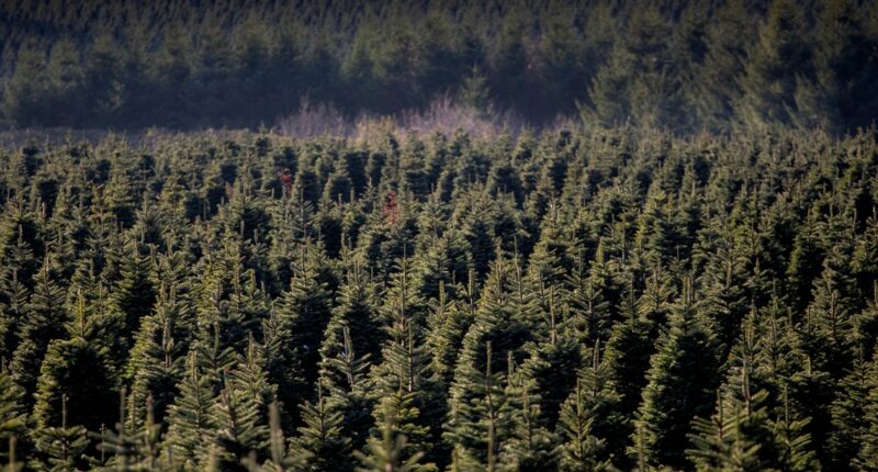 Plan to cut costs on holiday trees, firewood begins today