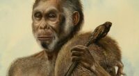 Prehistoric hobbits vanished 50,000 years ago - now we know why