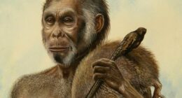 Prehistoric hobbits vanished 50,000 years ago - now we know why