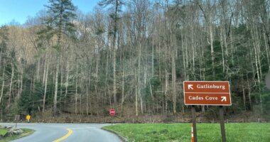 Public asked for tips after illegal deer poaching in Cades Cove