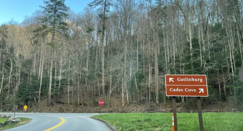 Public asked for tips after illegal deer poaching in Cades Cove