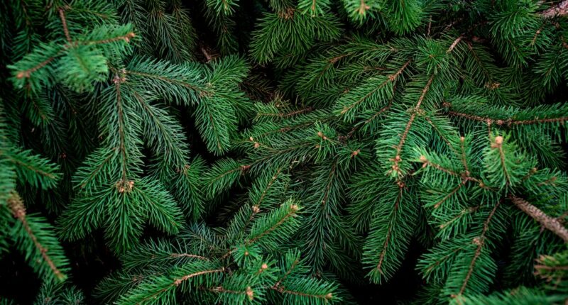 Safety tips for setting up your Christmas tree at home