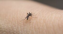 Mosquitoes, mozzies