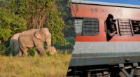 Several elephants killed in train crash after impact causes multiple coaches to derail