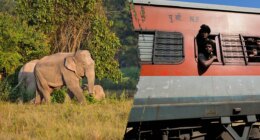 Several elephants killed in train crash after impact causes multiple coaches to derail