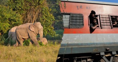 Several elephants killed in train crash after impact causes multiple coaches to derail