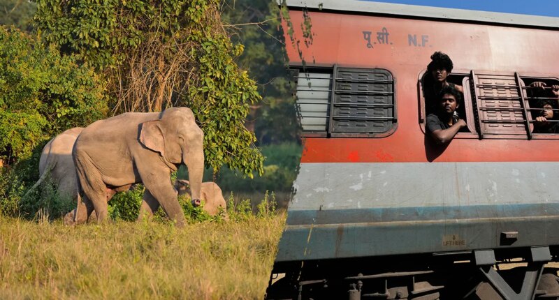 Several elephants killed in train crash after impact causes multiple coaches to derail