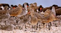 Share the shore: What St. Johns County is asking beachgoers as wintering shorebirds have arrived