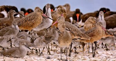 Share the shore: What St. Johns County is asking beachgoers as wintering shorebirds have arrived