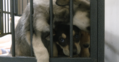 Shelters urge pet owners to bring animals inside as cold weather hits