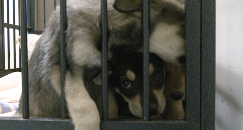 Shelters urge pet owners to bring animals inside as cold weather hits