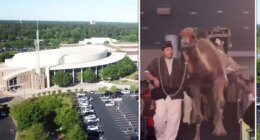 Shocking video shows camel kick woman in face, knocking her out at Texas megachurch Christmas celebration