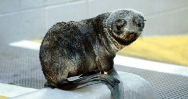 So, a Seal Walks Into a Bar...