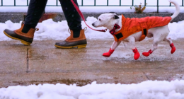 Jack, described as a mixed-breed mutt by his owner Shelley, keeps in stride on their afternoon walk in sleet and freezing rain in Manchester, New Hampshire.