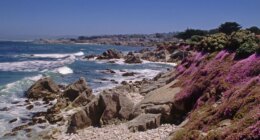 Swimmer vanishes after possible shark encounter off California coast during group outing