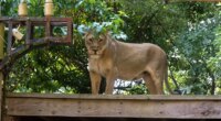 Teen with dreams of lion taming mauled to death after climbing into enclosure at zoo