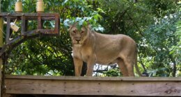 Teen with dreams of lion taming mauled to death after climbing into enclosure at zoo