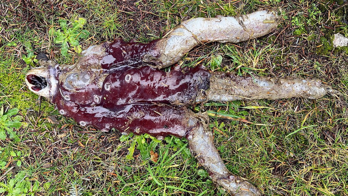 The real-life Demogorgon! Incredibly rare '7-legged' octopus washes up on a beach in Scotland