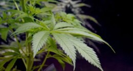 Trump admin could reclassify marijuana: Would that make it legal nationwide?