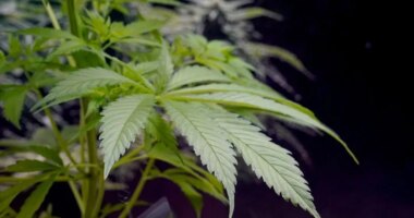 Trump admin could reclassify marijuana: Would that make it legal nationwide?