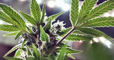 Trump says he is 'considering' marijuana reclassification